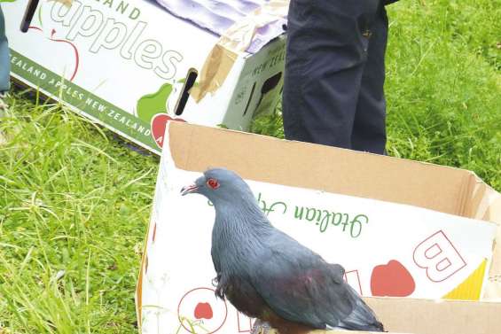 Lâcher de notous  aux Grandes Fougères