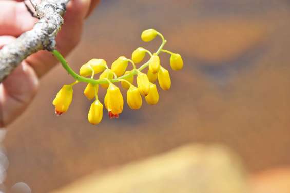 Une espèce micro-endémique redécouverte à l’île Ouen 
