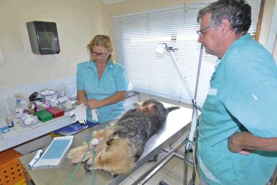 La stérilisation privilégiée contre la divagation