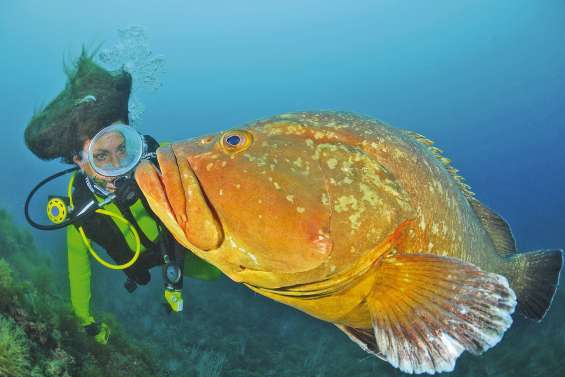 Merveilles des profondeurs dans l’objectif