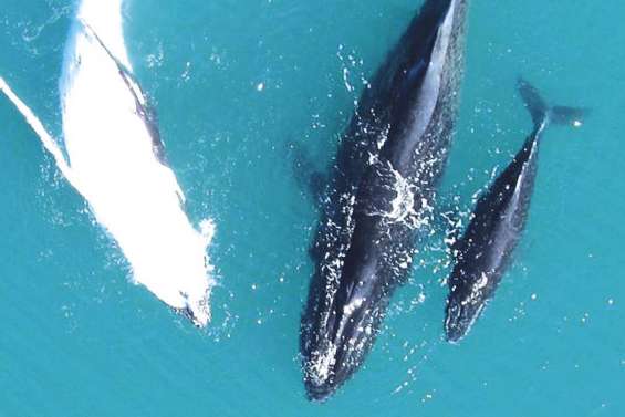 Un baleineau blanc filmé par drone