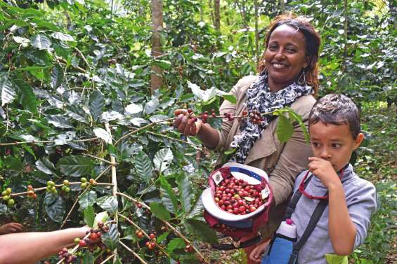 Au cœur des caféiers de Bangou