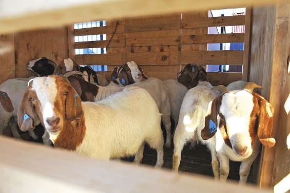Du sang neuf pour le cheptel caprin