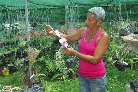 Les plantes bien-aimées  de Lydia Fromont