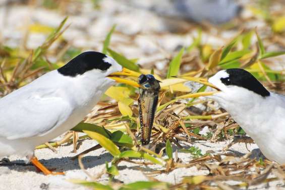 Trop dérangées, les « fées des mers » en danger