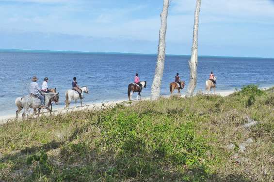Le Comité de tourisme équestre  en visite à Déva
