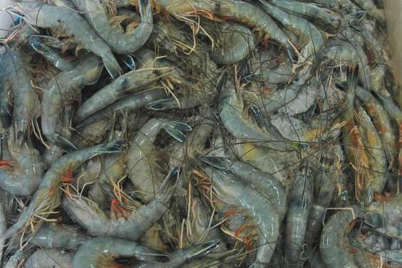 Une histoire de crevettes volées qui coûte cher