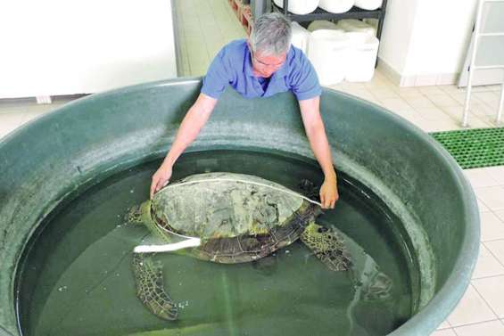 Soignée, la tortue Marvin va retrouver la mer
