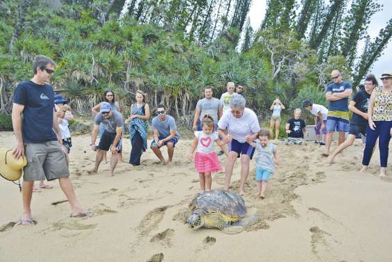 L’émouvant retour à la mer de Marvin la tortue