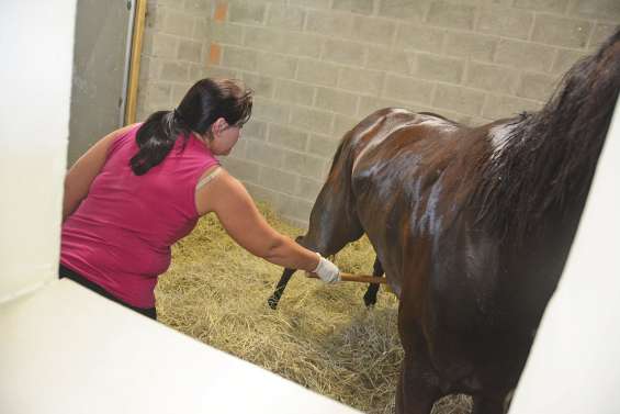 Dernier contrôle antidopage pour les chevaux à Nouméa