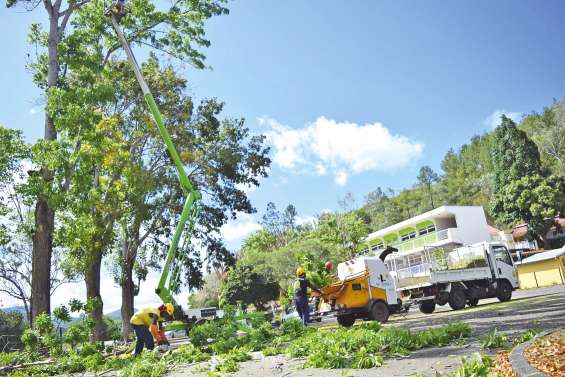 Élagage de grands arbres dans la cour de l’école Higginson