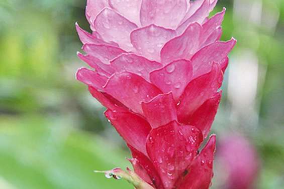 Qu’est-ce qui rend les opuhi malades ?