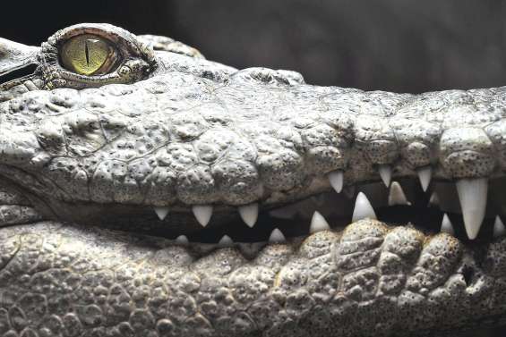 Faut-il chasser les crocodiles géants ?