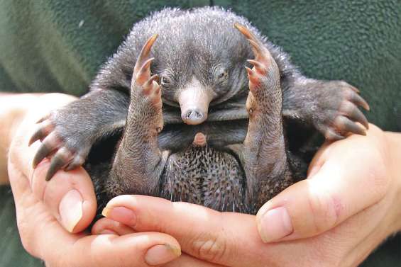 Il est né l’échidné à nez court