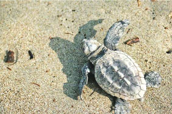 Observer les tortues sans les gêner