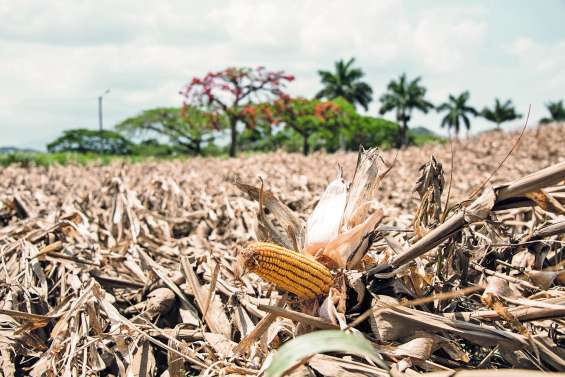 La récolte ne se relèvera pas  à Bourail