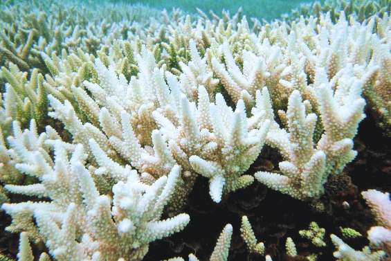 La Grande Barrière en sursis