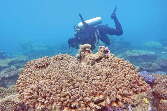 La Grande Barrière ne meurt pas, assure Canberra