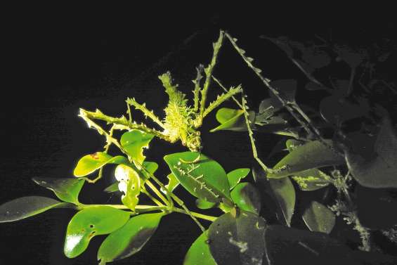 La fabuleuse moisson  de La Planète Revisitée