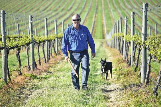 Climat : il y a le feu dans la vigne