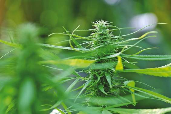 « L’instit », la boulangère et le pêcheur trafiquaient de l’herbe 