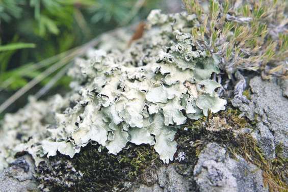Témoin de la pollution atmosphérique