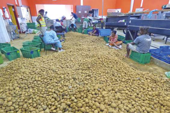 Les patates à plein régime