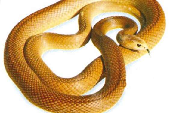 Il meurt, mordu par un serpent