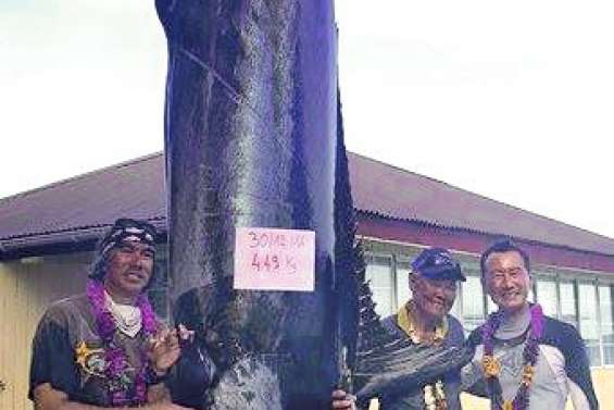 Un marlin de 449 kg