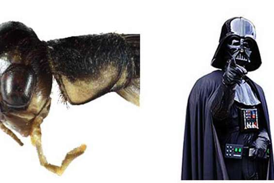 Le grillon Dark Vador contre-attaque