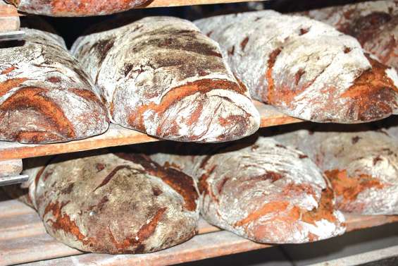 Des charançons et des vers dans la farine des boulangers