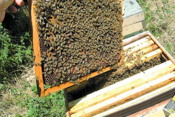 Les apiculteurs réunis à Boghen