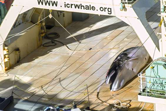 Un baleinier japonais pris sur le fait