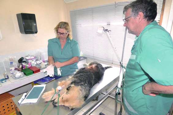 Une campagne de stérilisation animale en février