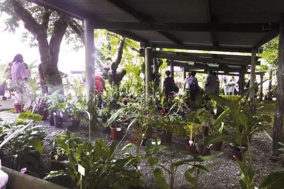 Des fleurs tropicales à la Saint-Valentin