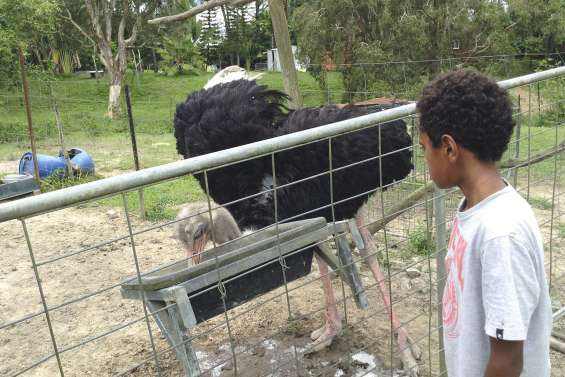 Des autruches aux chiens, la passion plus que la raison
