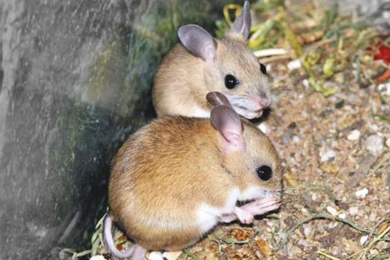 Invasion de souris dans le sud du pays