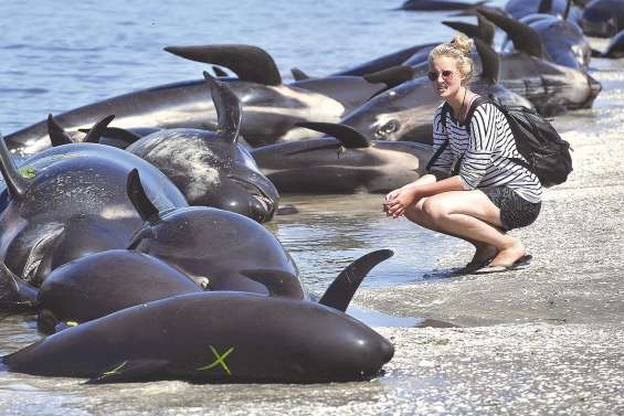 Des centaines de baleines meurent échouées sur l’île du Sud