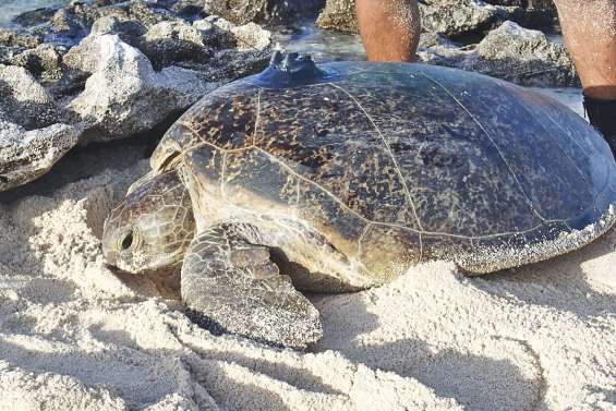 Sur la piste des tortues vertes