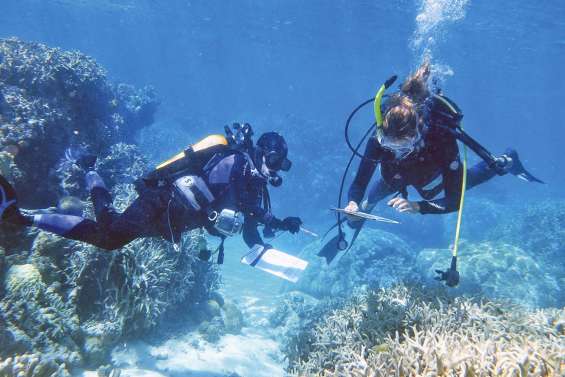 Des sentinelles qui veillent sur la santé du corail