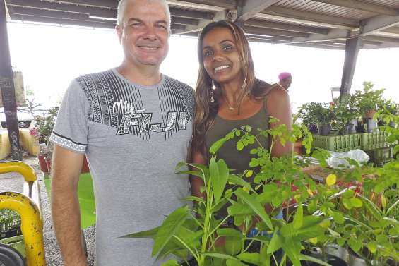 Le moringa, l’arbre de vie