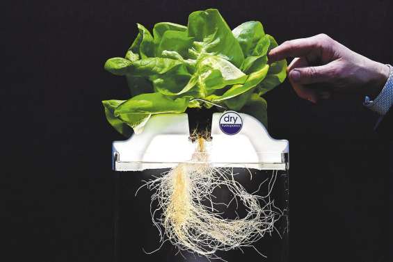 Sous les serres, fruits et légumes high-tech