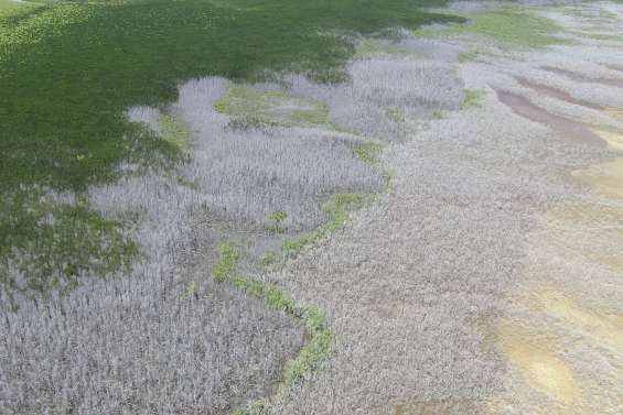La mangrove « meurt de soif »
