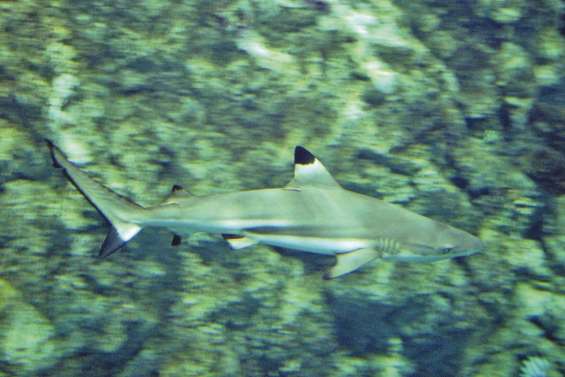 Les requins aussi ont leurs réseaux sociaux