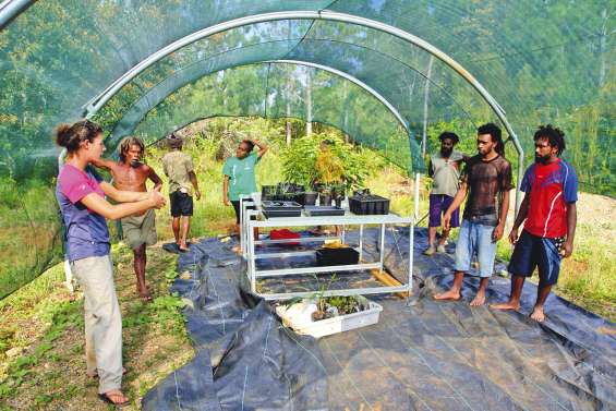 Le sapin de la Comboui trouve refuge sur l’arche de Noé