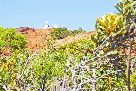 Près de 20 000 arbres seront bientôt plantés au cap N’Dua