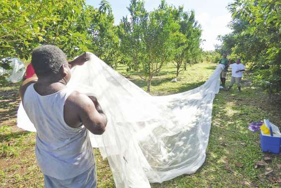 Un filet pour lutter contre  le papillon piqueur