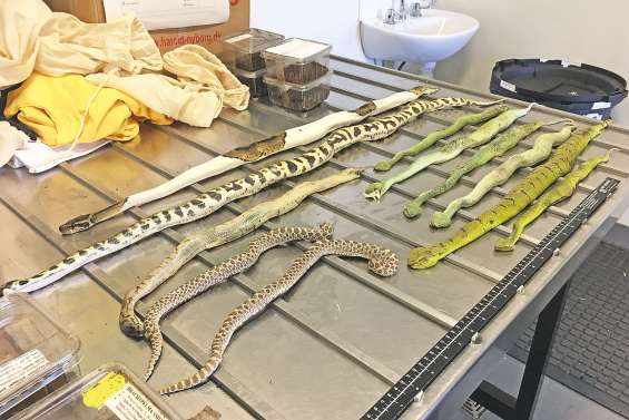 Pythons, tarentules et scorpions au courrier