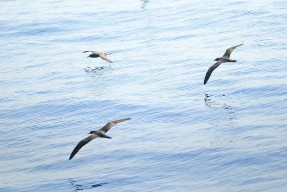 Hécatombe à bas bruit  des oiseaux marins