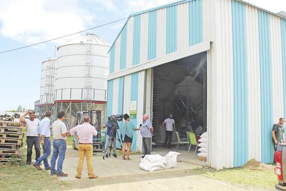 Une culture du maïs qui promet